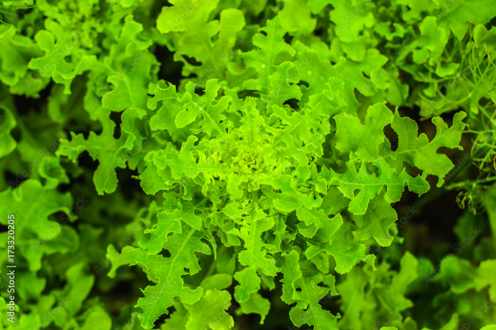 Fresh lettuce plant with curly leaves close-up growing in the organic farm. Organic healthy juicy vegetables top view. Abstract lettuce salad background or texture Fresh lettuce plant with curly leaves close-up growing in the organic farm. Organic healthy juicy vegetables top view. Abstract lettuce salad background or texture