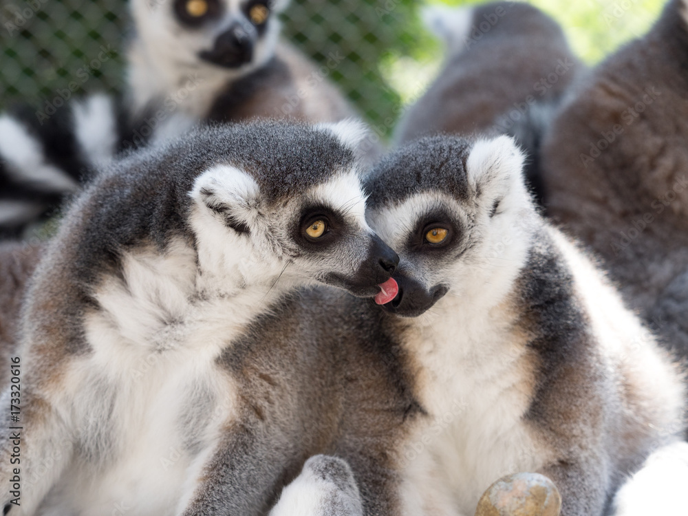 Fototapeta premium ワオキツネザル