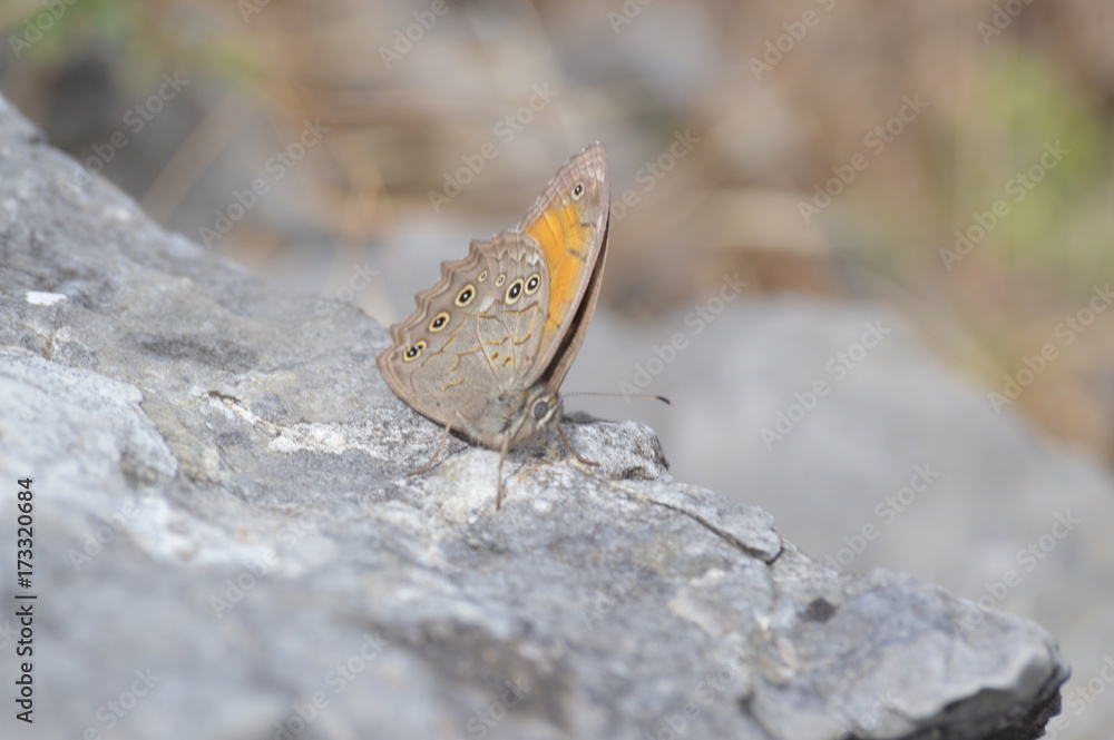 Obraz premium butterfly