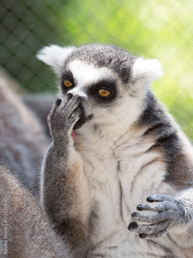 Obraz premium ワオキツネザル