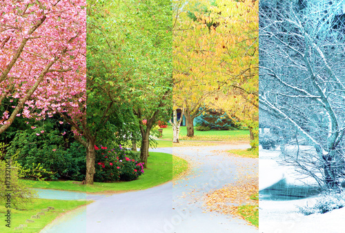 A composite collage of four images of one street lined with cherry trees photographed in all four seasons from the exact same location. Branches in the trees line up perfectly.  photo