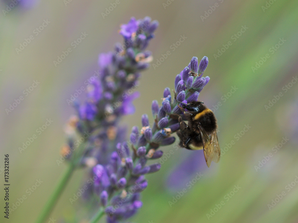 Hummel am Lavendel Hummel am Lavendel