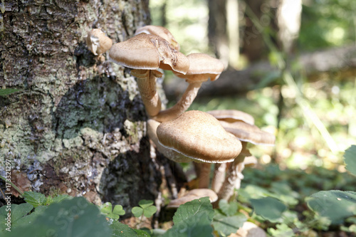 mushroom a honey agaric in the forest © Timoxa33
