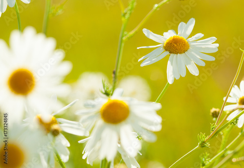 Chamonile flowers growing in a summer meadow photo