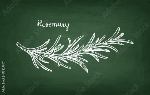Chalk sketch of rosemary branch