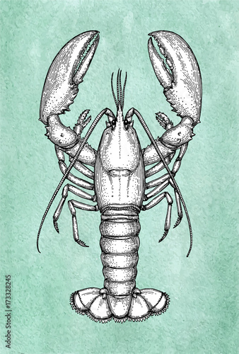 Lobster ink sketch on old paper.