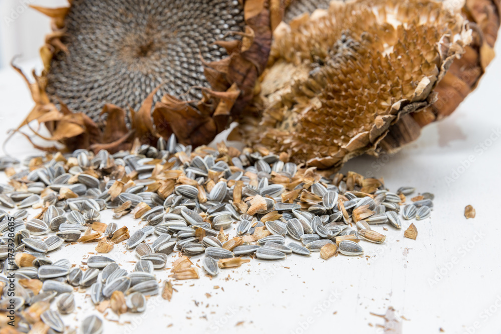 Close up of two Freshly harvested and dried organic sunflower heads on white background wooden rustic table with seeds, copy space Close up of two Freshly harvested and dried organic sunflower heads on white background wooden rustic table with seeds, copy space