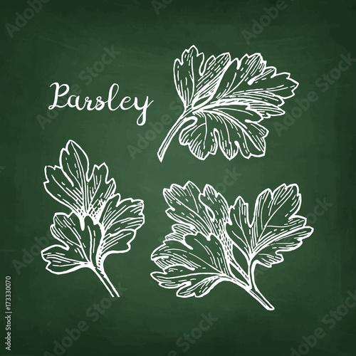 Chalk sketch of parsley