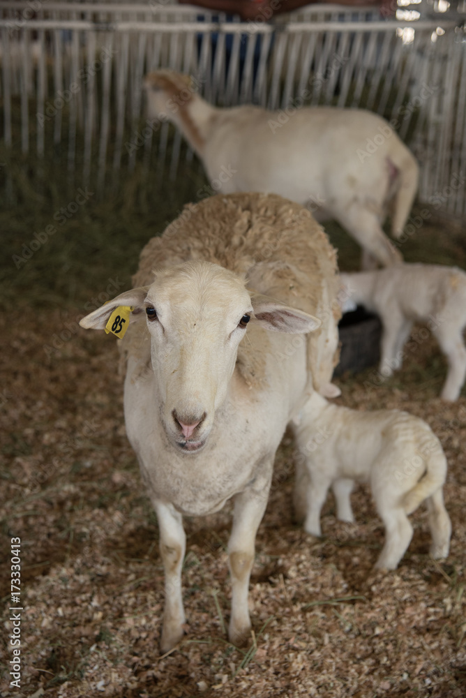 Sheep with nursing lamb at fair.