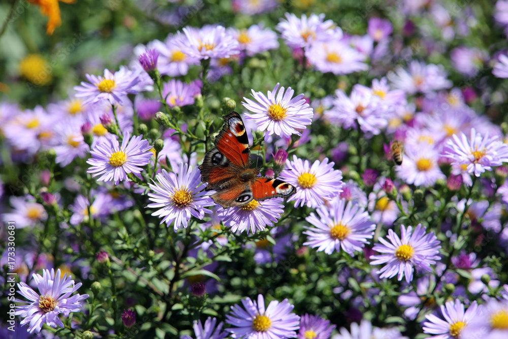 Fototapeta premium Tagpfauenauge (Aglais io) auf lila Herbst-Aster (Aster spez.)