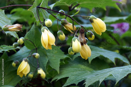 Schönmalve, Samtpappel (Abutilon hybridum) photo