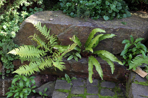 Hirschzungenfarn (Asplenium scolopendrium),  Hirschzunge photo