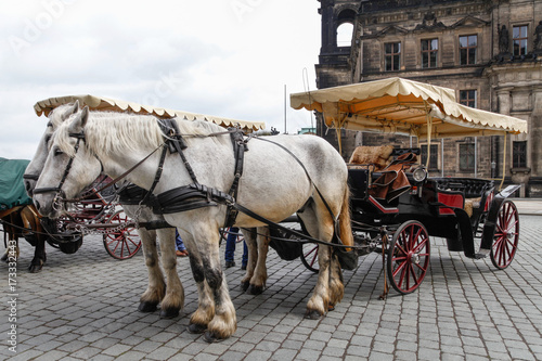 Horse carriage for city tour