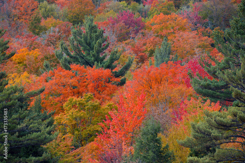 Brilliant colors of Autumn foliage with red, orange and yellow fall colors in a Northeast mixed forest  photo