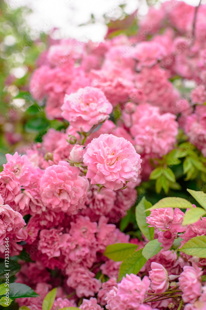 rose bush flowers