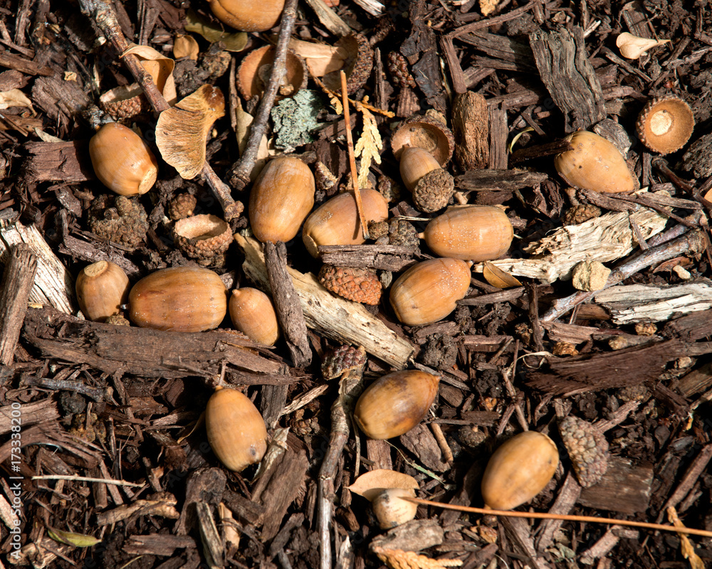 Bunch of acorns on fall oak leaves during warm sunny day Bunch of acorns on fall oak leaves during warm sunny day