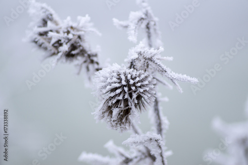 Pflanzen im Winter © Denis Feldmann