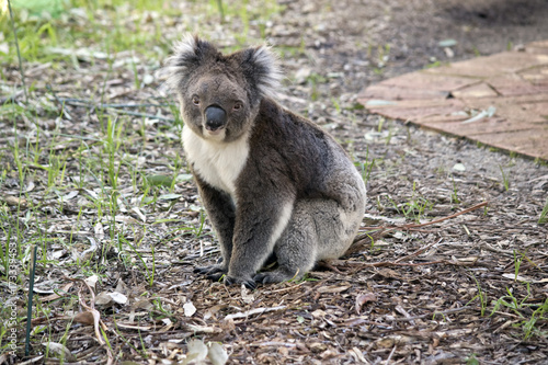 Fototapeta Naklejka Na Ścianę i Meble -  koala