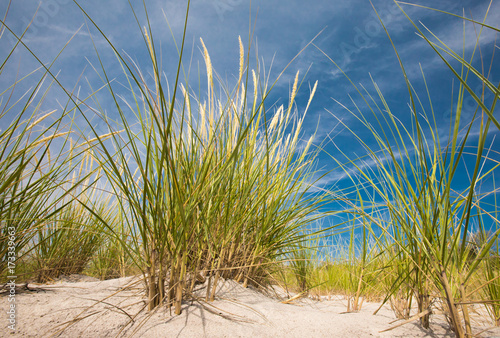 Landscape with Flowering Beach Grass Against Cloudy Blue Sky