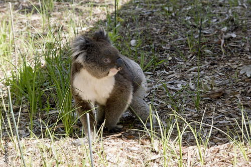 Fototapeta Naklejka Na Ścianę i Meble -  koala