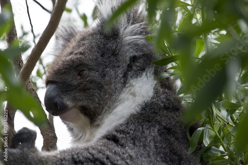 Fototapeta Naklejka Na Ścianę i Meble -  koala