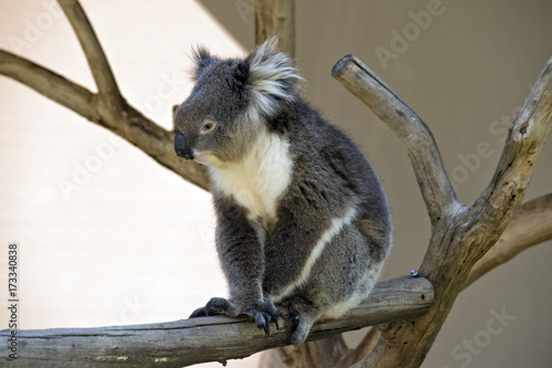 Photography koala