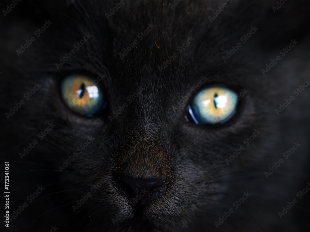 Black cat with colorful orange and blue eyes. Portrait of a witch cat