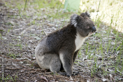 koala © susan flashman