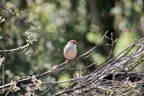 red browed finch photo