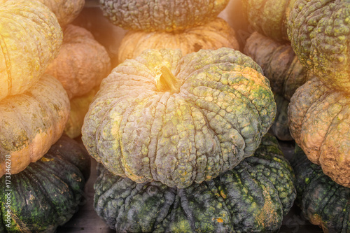 Autumn Pumpkins for Thanksgiving Background, Stack of green over market shelf in market store. A Pumpkin is cultivar of a squash plant, most commonly of Cucurbita pepo, and is Halloween symbol