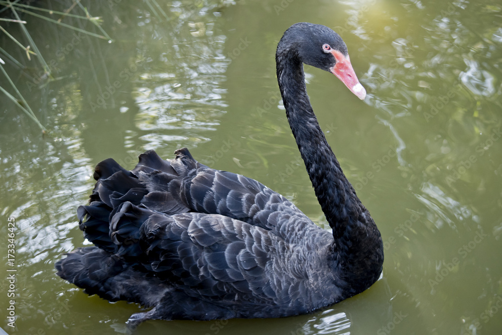 Fototapeta premium black swan