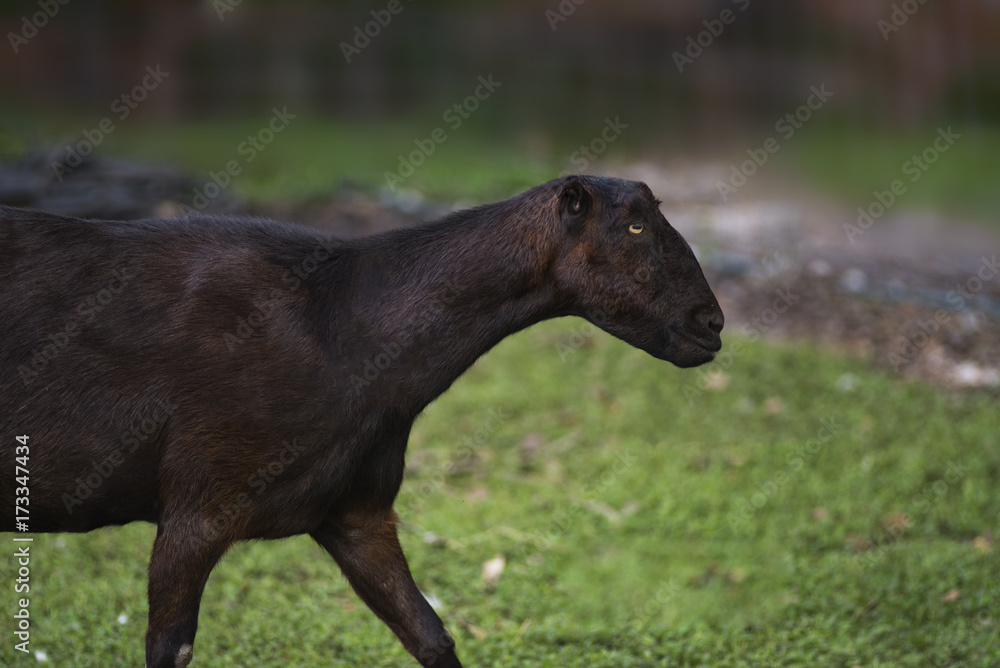 Fototapeta premium Goat