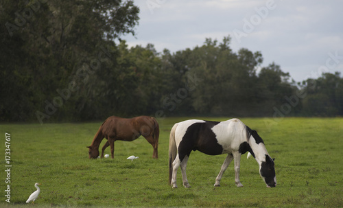 Horses,  © NZS