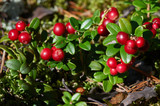Cowberry shrub with red berries and green leaves