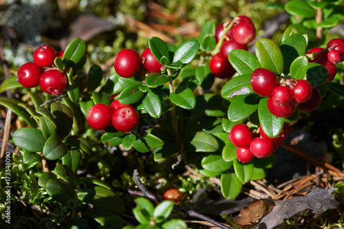 Cowberry shrub with red berries and green leaves