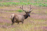 Elk in the Wild eating in a Field