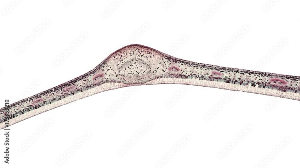 cross section cut of gum leaf under the microscope Stock ビデオ Adobe Stock