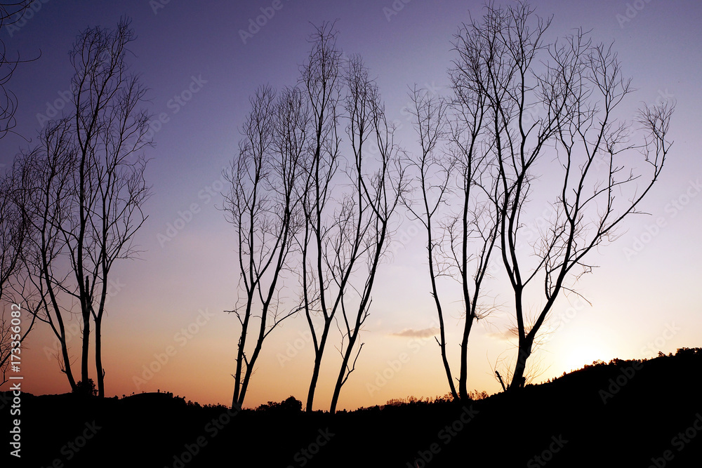 Dead tree on the mountain at sunset - blur background - abstract image