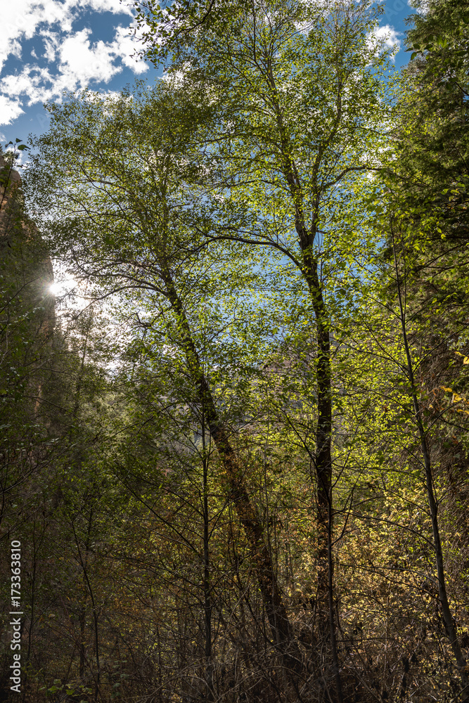 Forest trees with sunlight shining through the leaves Forest trees with sunlight shining through the leaves