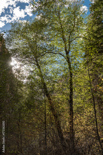 Forest trees with sunlight shining through the leaves © Alex Coleman