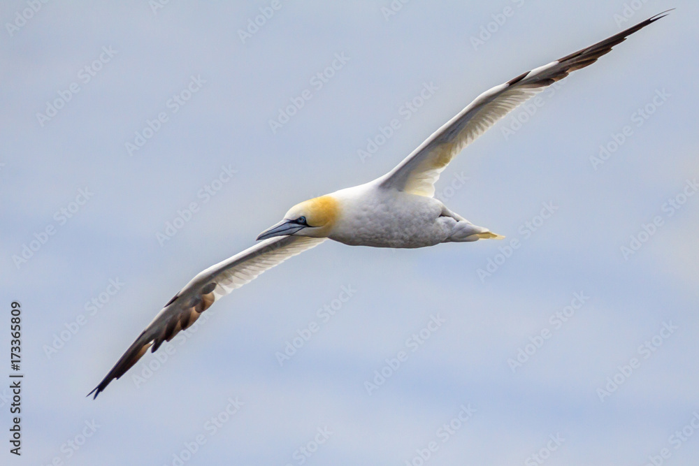 Fototapeta premium Northern gannet in flight