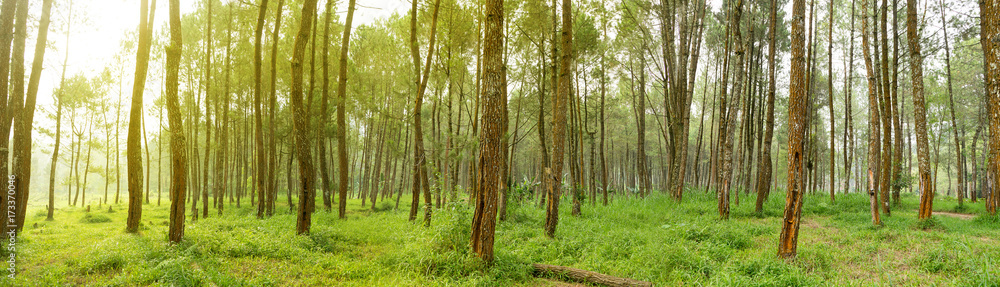 Fototapeta premium Rubber tree forest so beautiful landscape with sun ray of shine
