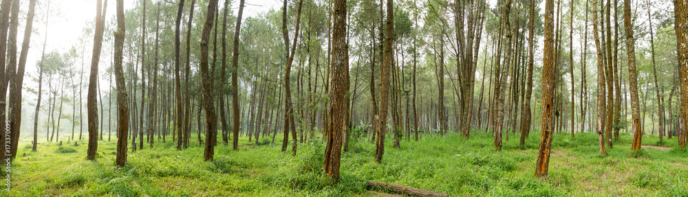 Rubber tree forest so beautiful landscape with sun ray of shine Rubber tree forest so beautiful landscape with sun ray of shine