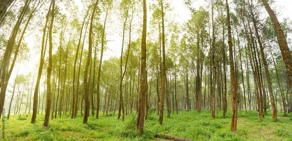 Rubber tree forest so beautiful landscape with sun ray of shine Rubber tree forest so beautiful landscape with sun ray of shine