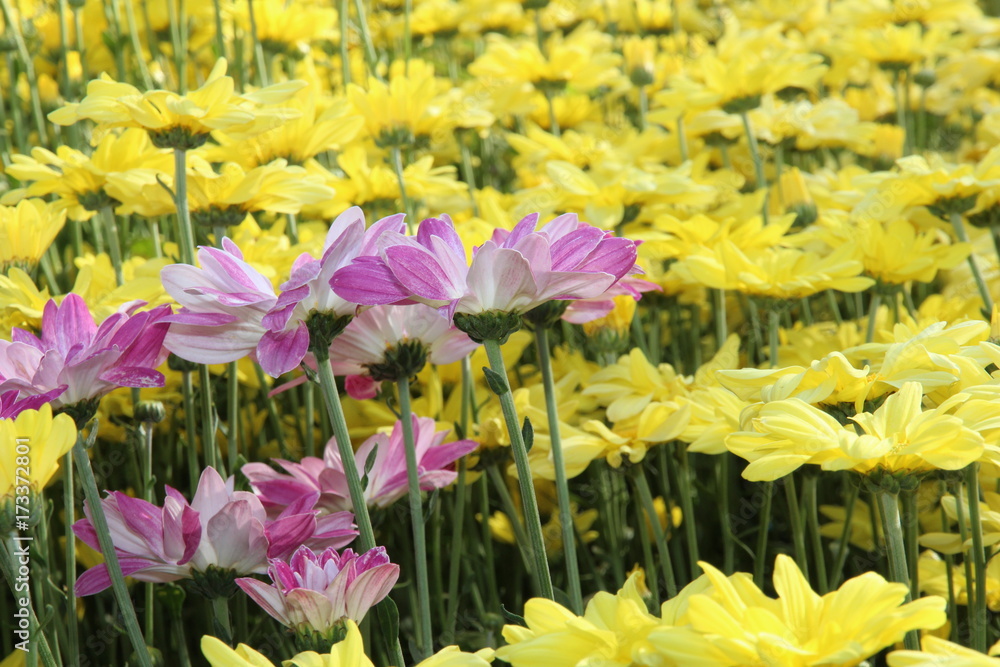 Fototapeta premium Beautiful flower arrangements in the garden