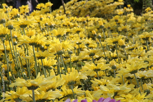 Beautiful flower arrangements in the garden