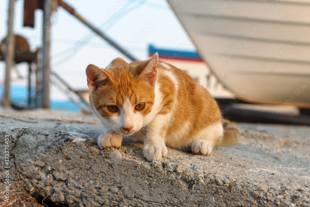 Curious homeless cat in the seaport. Curious homeless cat in the seaport.