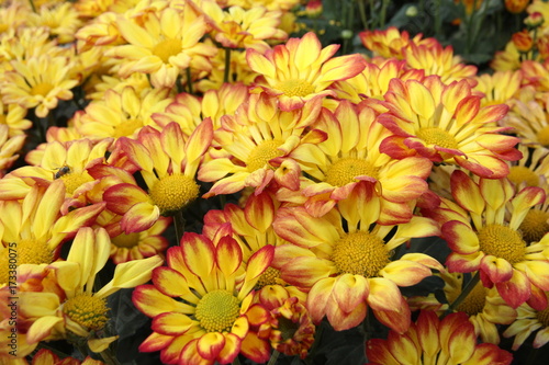 Beautiful flower arrangements in the garden