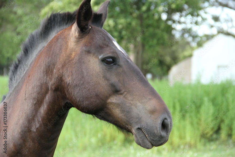 horse creole work in argentina province santa fe province horse creole work in argentina province santa fe province