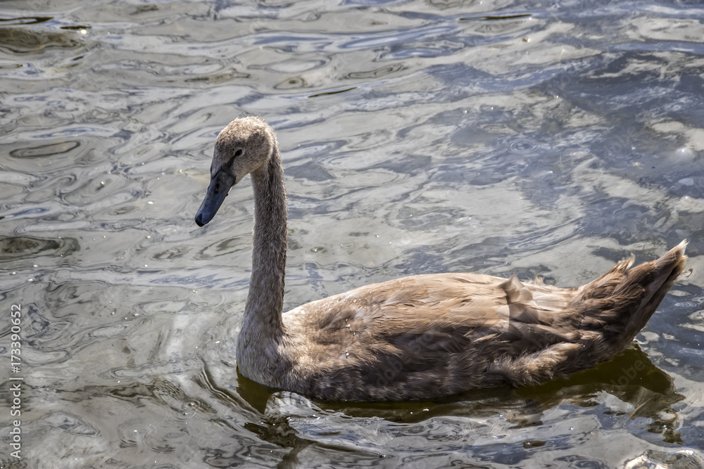 Single brown swan duckling Single brown swan duckling